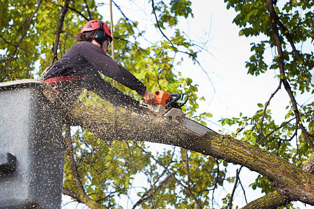 Best Hazardous Tree Removal  in Wilson, WY